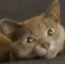 cutecat cutecat