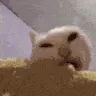 y_eat