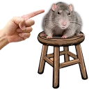 Sit_Rat