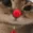 fh_kittyrudolph