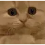 PRXcatplease PRXcatplease
