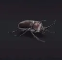 beetle beetle