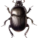scarab scarab