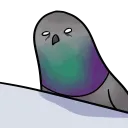 pigeonslamgif