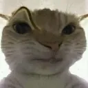 ccat_huh
