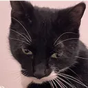 p4ndas_cat Discord Emoji