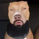 Lightskin_Dog