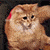 christmasHatCat Discord emoji