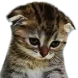 sad_cat