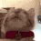 catdance