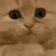 houdiPray