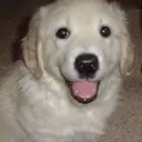 puppydawg