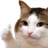 catThumpsUp