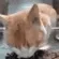 confused_kitty