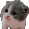 ScaredCat ScaredCat