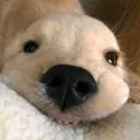 happi