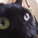 jaycat