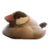 thiccbirbor