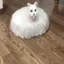 Roomba