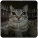 zazik
