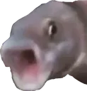 pogfish