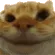 sisi