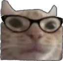 glassescat