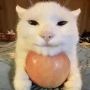 Apul