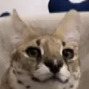 3_