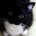 Pekulios
