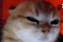 angrycat