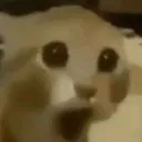 wut