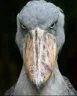 shoebill shoebill