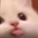 cattobleh