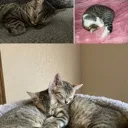 allcats Discord Emoji