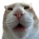 whahuhguh