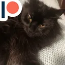 FaysCat