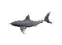 sharkm_shwim