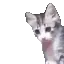 yo
