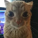 CMeme_stare