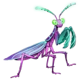 Fairy_Mantis