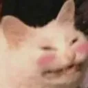 blushycat blushycat