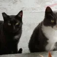 cat_headbutt