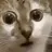 cat_existential