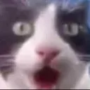 shockcat