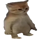 c_Cat_Stare