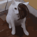 Emo Cat Discord Emoji