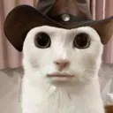 Cowboymew