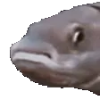 NoddersFish