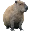 capybara